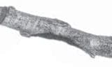 Burnt Aspen Log